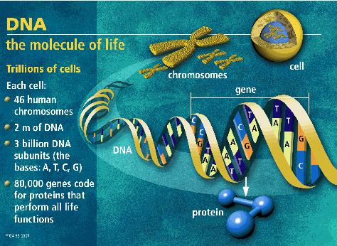 Δομή του κυττάρου Όλα τα κύτταρα διαθέτουν εξωτερική μεμβράνη που τα χωρίζει από το περιβάλλον και εσωτερικό κυτταρόπλασμα Οι ευκαρυωτικοί