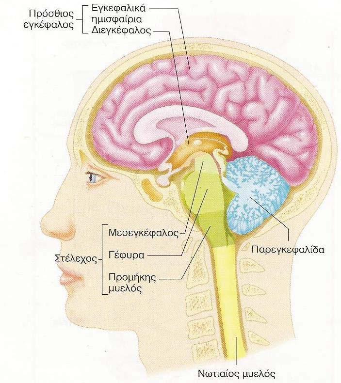 Εικόνα 1.3.1 Μορφολογική οργάνωση του εγκεφάλου (Vander et al., 2011). Επίσης, στον εγκέφαλο υπάρχουν τέσσερις κοιλότητες, οι εγκεφαλικές κοιλίες, και είναι οι εξής: i. Δεξιά πλάγια κοιλία ii.