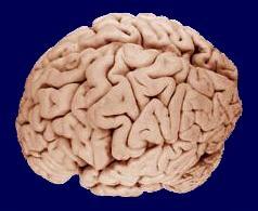 εγκεφαλικού κρανίου η οποία διαθέτει τμήματα τα οποία επιτρέπουν την δίοδο των κρανιακών νεύρων και του νωτιαίου μυελού.