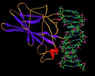 . 2: Βλέποντας την αλληλουχία των βάσεων στα νουκλεοτίδια ενός κλώνου μορίου DNA, σχηματίστε τον δεύτερο κλώνο του.