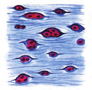 Ο χόνδρινος ιστός είναι στέρεος και συγχρόνως εύκαμπτος. Τα κύτταρά του, οι χονδροβλάστες, βρίσκονται μέσα σε κοιλότητες της μεσοκυττάριας ουσίας (εικ.1.7).