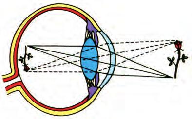 Τα κωνία είναι λιγότερα σε αριθμό (3x10 6 ) από τα ραβδία και εντοπίζονται στο κέντρο του αμφιβληστροειδούς και κυρίως στην ωχρή κηλίδα.
