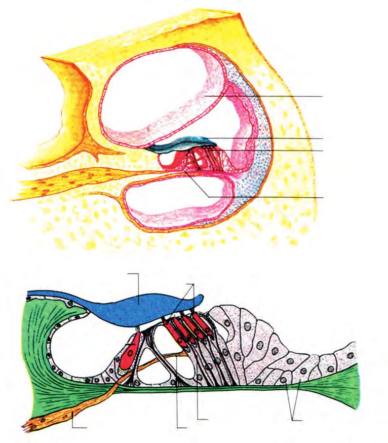 Κεφάλαιο 10 Όταν η ωοειδής θυρίδα τεθεί σε παλμική κίνηση, μεταβιβάζει τις κινήσεις αρχικά στη λέμφο του αιθουσαίου και στη συνέχεια στη λέμφο του τυμπανικού καναλιού.