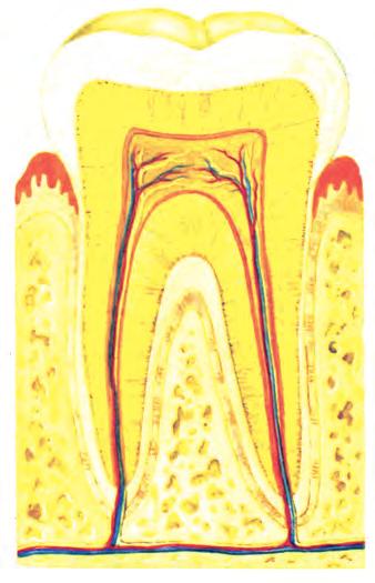 Κεφάλαιο 2 τους νεογιλούς από το 6ο - 13ο έτος, εκτός από το φρονιμίτη που εκφύεται μετά το 17ο έτος. Τα δόντια παίζουν βασικό ρόλο στη μάσηση της τροφής.