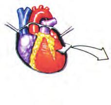 Η καρδιά του ανθρώπου είναι τετράχωρη και αποτελείται από δύο κόλπους με λεπτά τοιχώματα, που βρίσκονται στο ανώτερο τμήμα της, και από δύο κοιλίες με παχύτερα τοιχώματα, που βρίσκονται στο κατώτερο