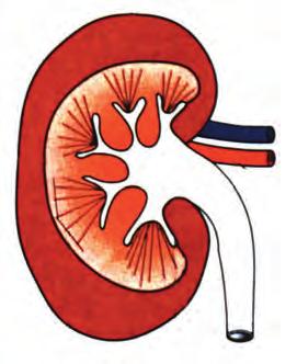 Δομή και λειτουργία των νεφρών Οι νεφροί, όπως φαίνεται και στην εικ.6.2, έχουν σχήμα φασολιού και χρώμα σκούρο κόκκινο.