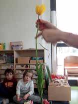 Zuerst verglichen wir alle Blumen und schauten sowohl auf Unterschiede, als auch auf Ähnlichkeiten.
