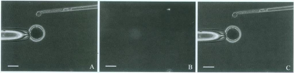 1 Porcine parthenogenetic embryos at blastocysts stage A NCSU-23 / NCSU-23 B mncsu-23 /