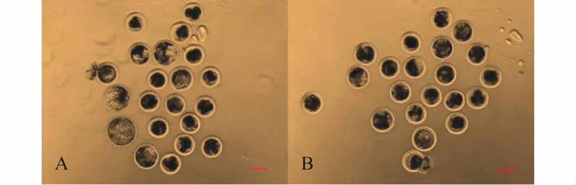 2 2 Hoechst Enucleated oocytes stained with Hoechst A B C + = 100 μm A Phase contrast