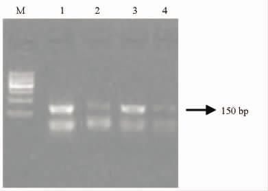 5 3 4 mrna 157 Table 1 1 18S-rRNA Mater Zar1 GDF9 Dnmt1 Primer pairs used in generating ovine 18S-rRNA Mater Zar1 GDF9 and Dnmt1 Genes Primer sequence bp Length Mater Forward 5 -GCTGGAGGCGTGTGGACTG