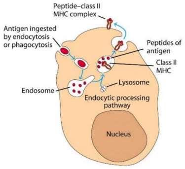 Αυτοφαγία & Επίκτητη Ανοσία Αντιγονοπαρουσίαση Μόρια του Μείζονος συμπλέγματος Ιστοσυμβατότητας τάξης-ιι (MHC-ΙI) (αντιγονοπαρουσιαστικά και επιθηλιακά κύτταρα) Επαγωγή απόκρισης CD4 + -T κυττάρων ~