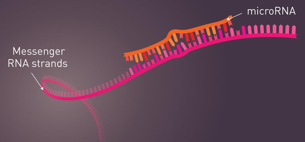 Βιολογία και λειτουργία microrna MicroRNAs (mirna/mir) Μικρά μη κωδικοποιούντα δίκλωνα RNA Μήκος 20-22 νουκλεοτιδίων Μετα-μεταγραφικοί ρυθμιστές γονιδιακής έκφρασης Μεταγρα φή Επεξεργα σία DNA RNA