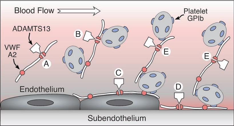 ADAMTS 13 Προκαλεί πρωτεόλυση του δεσμού μεταξύ των αμινοξέων Tyr1605 και