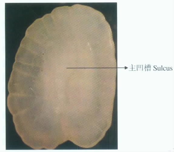 2 173 Fig. 2 Fig. 3 2 Svetocheva 12 Schematic diagram of Clupea harengus from Svetocheva et al.