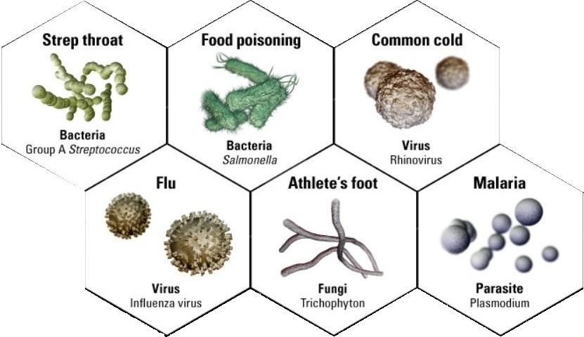 Παθογόνοι μικροοργανισμοί 1) Ιοί 2) Μύκητες 3) Πρωτόζωα 4) Βακτήρια Οι μικροοργανισμοί