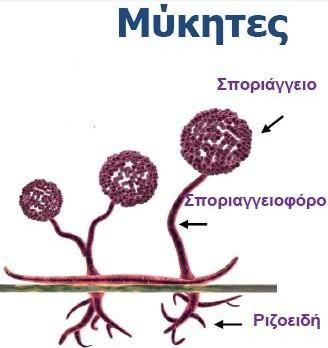 Με την εισαγωγή τους στο κύτταρο-ξενιστή, πολλαπλασιάζονται γρήγορα σε εκατομμύρια και καταστρέφουν το κύτταρο ξενιστή, στην πορεία!