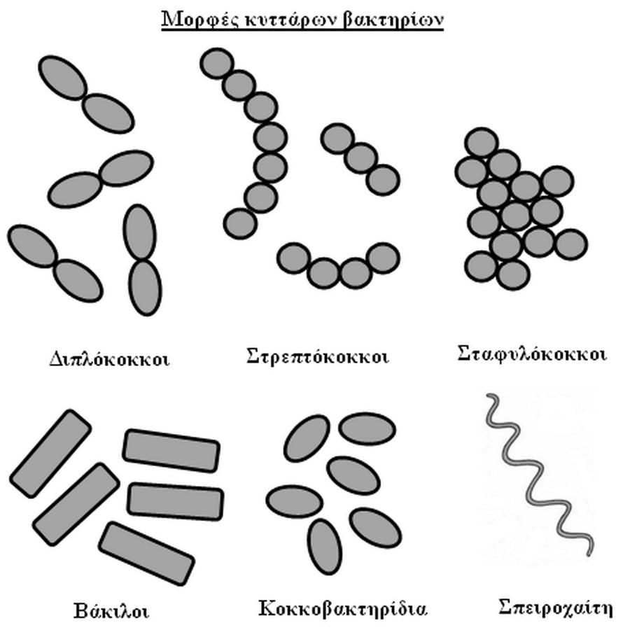 Τα μικρόβια είναι μονοκύτταροι ή πολυκύτταροι οργανισμοί και αν και μερικά από αυτά προκαλούν ασθένειες, άλλα είναι χρήσιμα και ωφέλιμα.