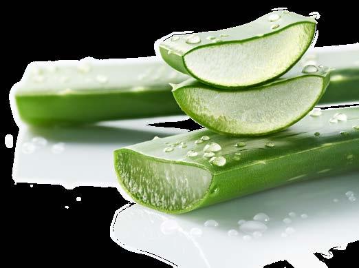 LR TOP STORY Ακόμα μεγαλύτερη επιτυχία στο μέλλον με LR ALOE VIA! ΤΑ ΤΕΣΣΕΡΑ ΠΑΚΕΤΑ ΥΠΟΣΤΗΡΙΞΗΣ ΓΙΑ ΤΗΝ ΕΠΙΧΕΙΡΗΜΑΤΙΚΗ ΣΑΣ ΔΡΑΣΤΗΡΙΟΤΗΤΑ Ξεκινήστε δυναμικά τη νέα εποχή!