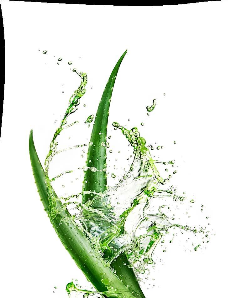 LR ΑΠΕΥΘΕΙΑΣ ALOE ΜΕ ΤΗΝ VERA ΣΕ ΠΟΡΕΙΑ ΕΠΙΤΥΧΙΑΣ Τοποθέτησαν από κοινού το θεμέλιο λίθο: από αριστερά προς τα δεξιά: Δρ.