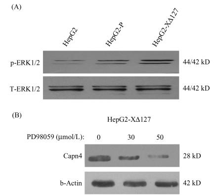5 X HBxΔ127 ERK 1 429 Fig 2 ERK1 /2 was responsible for the upregulation of Capn4 mediated by HBxΔ127 in HepG2-XΔ127 cells A Western blot analysis showed that the levels of p-erk1 /2 were increased