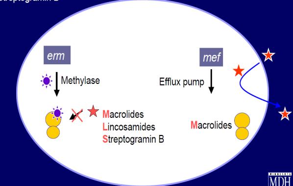 Γονίδια erm (erythromycin ribosomal methylase) Ανιχνεύονται M.abscessus/abscessus erm(41) M.abscessus/boletti erm(41) M.fortuitum erm(39) ανενεργό erm(41) στό M.
