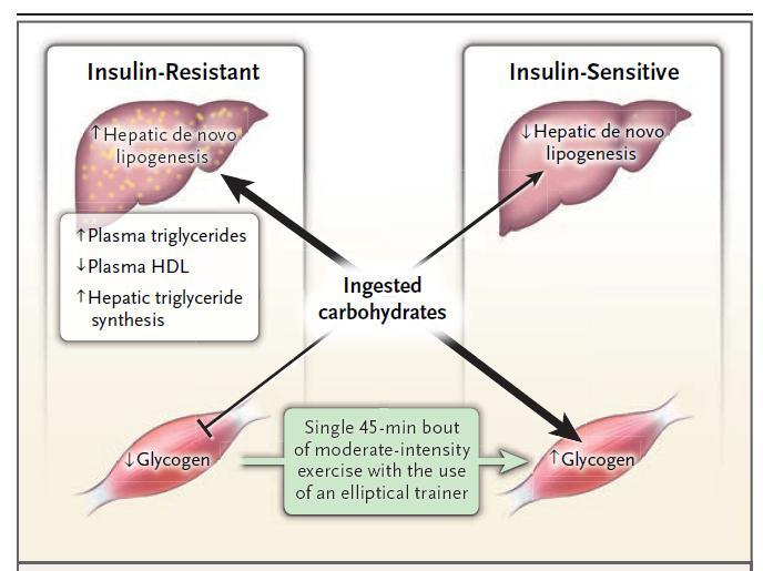 Mechanism by which Selective Insulin Resistance in Skeletal Muscle Leads to