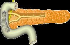 Intestine Reduced carbohydrate