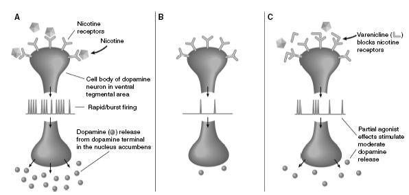 Varenicline: Mechanism of action Dose: 0.5 mg for 3 days 0.