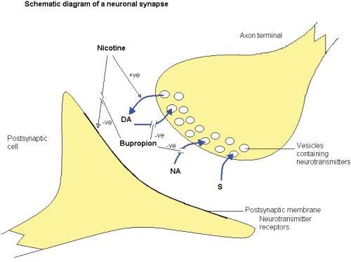 SYNAPTIC CLEFT.