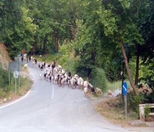 ΙΟΥΛΙΟΣ / JULY 018 5 7 8 9 0 1 Ε Ματθαίου Κοσμά και Δαμιανού θαυματουργών Αναργύρων Κατάθεσης Εσθήτος Θεοτόκου, Ιουβεναλίου Ιεροσολ. Υακίνθου μάρτυρος, Ανατολίου Κων/λεως, Διομήδους Ανδρέου επ.