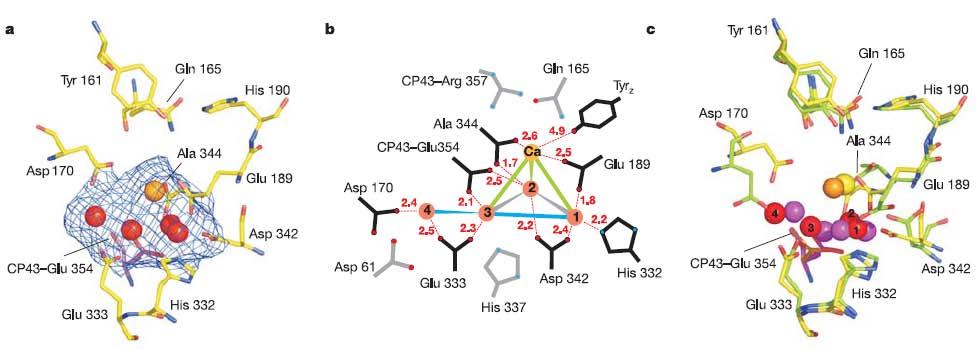 3.0 Å resolution structure of the PSII i) υπάρχει περισσότερα από 3.5 δισεκατομμύρια χρόνια... ii) χωρίς PSII δεν υπάρχει Ο 2.