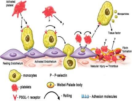 Γκριζαλινουμάμπη για πρόληψη κρίσεων δρεπανοκυτταρικής νόσου Η P-selectin, όταν τα κύτταρα είναι εν ηρεμία είναι αποθηκευμένη στα αιμoπετάλια και στα ενδοθηλιακά κύτταρα Σε