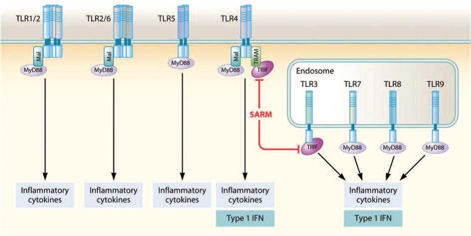 Οι TLRs είναι διαμεμβρανικοί υποδοχείς που αναγνωρίζουν παθογόνους μικροοργανισμούς και πυροδοτούν οδούς μεταγωγής μηνυμάτων, οι οποίες