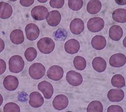 Φυσικοχημικές αλλαγές και βιολογική δράση Τα αιμοπετάλια (platelets) είναι σημαντικά βιολογικά υλικά που χρησιμοποιούνται σε μελέτες αλληλεπίδρασης με συγκεκριμένες πρωτεΐνες.