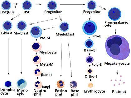 Φυσικοχημικές αλλαγές και βιολογική δράση HSC=Hematopoietic stem cell, Progenitor=Progenitor cell, L- blast=lymphoblast, Lymphocyte, Mo-blast=Monoblast, Monocyte, Myeloblast,