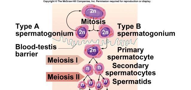 B Meiosis A Σπερματοκύτταρα A: τα τελευταία γεννητικά κύτταρα που παρουσιάζουν σύνθεση DNA Η πρόφαση 1