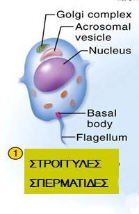 ΣΠΕΡΜΙΟΓΕΝΕΣΗ ΦΑΣΗ GOLGI κεφαλο-ουραία συμμετρία εμφάνιση