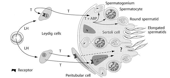 ΡΥΘΜΙΣΗ ΣΕ ΤΟΠΙΚΟ ΕΠΙΠΕΔΟ Ενδο-ορχική Τ >100 Χ συγκέντρωση πλάσματος - ABP 5-α ΑΝΑΓΩΓΑΣΗ: παρούσα σε κύτταρα Sertoli DHT