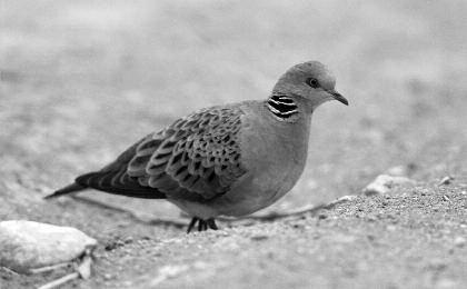 Ελληνική Ορνιθολογική Εταιρεία/ hellenic ornithological Society, Greece kgiosma@ornithologiki.