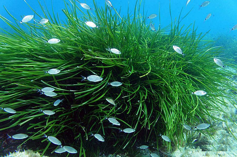 Posidonia oceanica υποθαλάσσια λιβάδια ποσειδωνίας Φυτό και