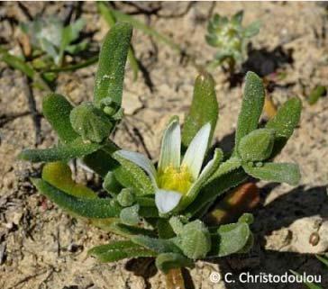 Aizoon hispanicum, β: Chaenorhinum rubrifolium, γ: Erodium crassifolium). Hedysarum cyprium: Είναι ενδημικός ημίθαμνος της Κύπρου.