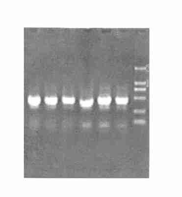 2subunit gene by PCR 1 6 : 2Subunit gene ; 7 :DL2000 marker 214 FSH Fig 6