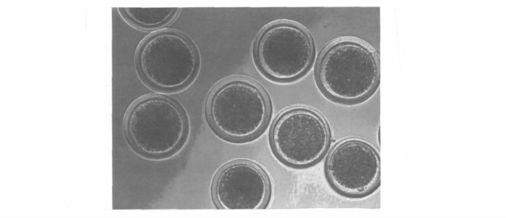 1162 49 Table 3 3 Maturation rate of yak oocyte with two cultivation methods Yak 4 - well plate 0. 640 ± 0. 249 ns 35mm 35mm culture dish 0. 580 ± 0.