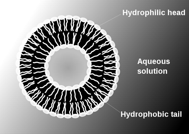 διεπιφάνεια (bilayer).