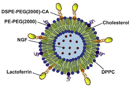 Lactoferrin-modified liposomes Έγινε η παρασκευή προκατιονικών λιποσωμάτων συζευγμένων με Λακτοφερρίνη.