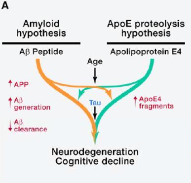 Παθοφυσιολογία της Νόσου Alzheimer Η νόσος Alzheimer χαρακτηρίζεται από την εναπόθεση στον εγκέφαλο δύο παθολογικών πρωτεϊνών, του β-αμυλοειδούς και της πρωτεΐνης Tau.
