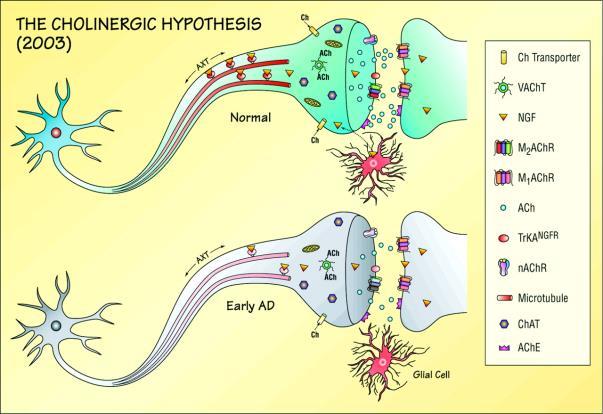 Η χολινεργική υπόθεση δεν είναι ευρέως αποδεκτή, κατά ένα μεγάλο λόγο επειδή τα φάρμακα που προορίζονται για να αντιμετωπίσουν την ανεπάρκεια Ach δεν εξαλείφουν την νόσο (SPOILER ALERT!!!).