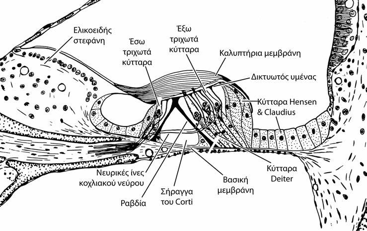 24 ΚΕΦΑΛΑΙΟ 1 ΚΛΙΝΙΚΑ ΣΤΟΙΧΕΙΑ ΑΝΑΤΟΜΙΚΗΣ ΤΟΥ ΣΥΣΤΗΜΑΤΟΣ ΑΚΟΗΣ ΚΑΙ ΙΣΟΡΡΟΠΙΑΣ Εικόνα 1.6 Όργανο του Corti.