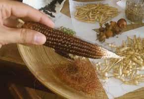 Περιβα λλον Habitat LIA 10/3 20:30 & LIA 11/3 13:30 WP Ε νας σπόρος για την αλλαγη A Seed for Change Αλέξανδρος Οικονομίδης Alexandros Ikonomidis Ελλα δα 2017, Ε γχρωμο 75 Greece 2017, Color 75 Σενα