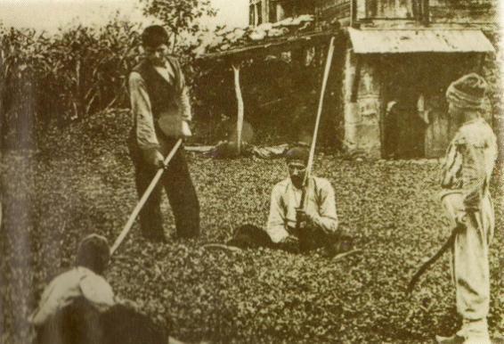 επδνθηκνχζαλ, αιιϊ θαη αλαδεηθλχνληαλ θαη θαιιηηϋρλεο.» 13 ΚαηΪ ζπλϋπεηα πνιινέ απφ απηνχο πξνηηκνχληαλ γηα ηελ εθηϋιεζε κεγϊισλ Ϋξγσλ, φπσο εθθιεζέεο, γϋθπξεο θ.ϊ. 1.1.3.1 Πξντφληα, Βηνκεραλέα, Δκπφξην Σα γεσξγηθϊ πξντφληα πνπ παξάγαγαλ άηαλ πνηθέια αλϊινγα ην θιέκα θϊζε πεξηνράο.